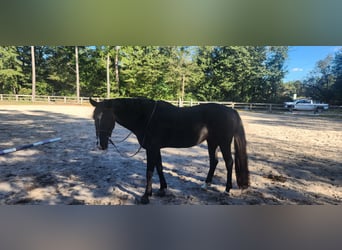 KWPN, Wallach, 13 Jahre, 152 cm, Rappe KWPN, Wallach, 13 Jahre, 152 cm, Rappe