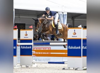 KWPN, Wallach, 13 Jahre, 157 cm, Brauner