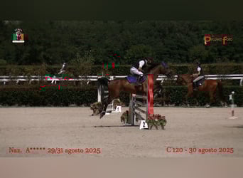 KWPN, Wallach, 13 Jahre, 158 cm, Brauner