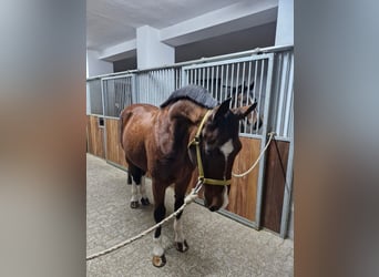 KWPN, Wallach, 13 Jahre, 162 cm, Brauner