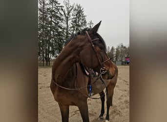 KWPN, Wallach, 13 Jahre, 164 cm