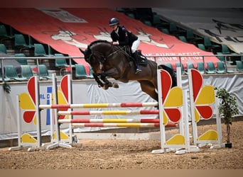 KWPN, Wallach, 13 Jahre, 164 cm