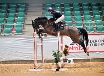 KWPN, Wallach, 13 Jahre, 164 cm