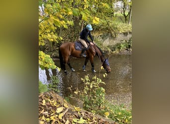 KWPN, Wallach, 13 Jahre, 164 cm