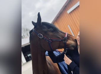 KWPN, Wallach, 13 Jahre, 164 cm