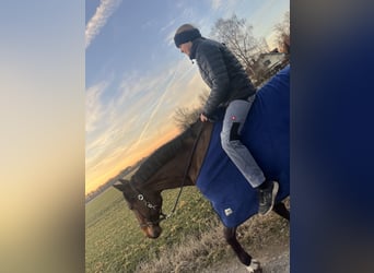 KWPN, Wallach, 13 Jahre, 164 cm