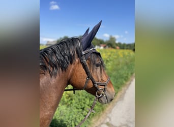 KWPN, Wallach, 13 Jahre, 164 cm
