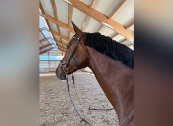 KWPN, Wallach, 13 Jahre, 164 cm