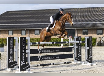 KWPN, Wallach, 13 Jahre, 165 cm