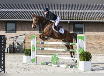 KWPN, Wallach, 13 Jahre, 165 cm