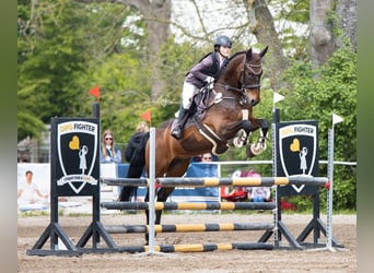 KWPN, Wallach, 13 Jahre, 167 cm, Dunkelbrauner