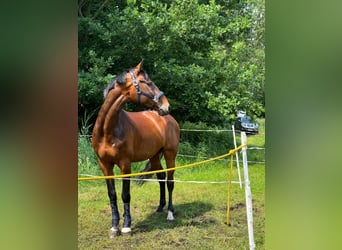 KWPN, Wallach, 13 Jahre, 167 cm, Dunkelbrauner