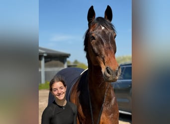 KWPN, Wallach, 13 Jahre, 167 cm, Dunkelbrauner