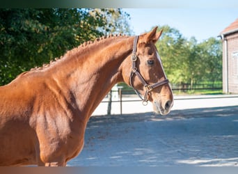 KWPN, Wallach, 13 Jahre, 167 cm, Fuchs