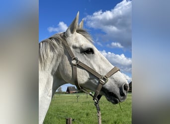 KWPN, Wallach, 13 Jahre, 168 cm, Apfelschimmel
