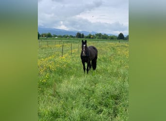 KWPN, Wallach, 13 Jahre, 168 cm, Dunkelbrauner