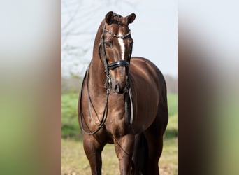 KWPN, Wallach, 13 Jahre, 170 cm, Brauner