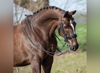 KWPN, Wallach, 13 Jahre, 170 cm, Brauner