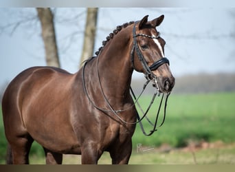 KWPN, Wallach, 13 Jahre, 170 cm, Brauner