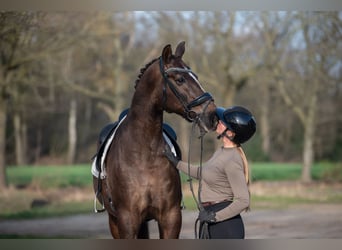 KWPN, Wallach, 13 Jahre, 170 cm, Brauner