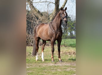 KWPN, Wallach, 13 Jahre, 170 cm, Brauner