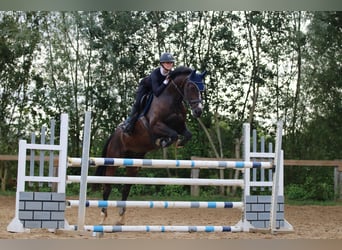 KWPN, Wallach, 13 Jahre, 170 cm, Dunkelbrauner
