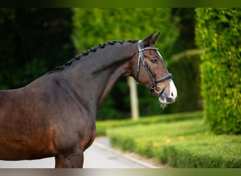 KWPN, Wallach, 13 Jahre, 170 cm, Rotbrauner