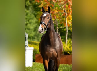 KWPN, Wallach, 13 Jahre, 170 cm, Rotbrauner