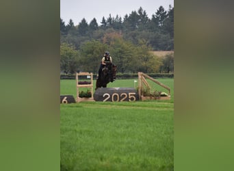 KWPN, Wallach, 13 Jahre, 172 cm, Brauner