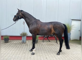 KWPN, Wallach, 13 Jahre, 172 cm, Dunkelbrauner