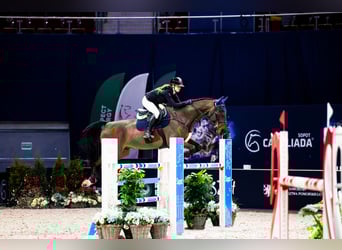 KWPN, Wallach, 13 Jahre, 173 cm, Dunkelbrauner