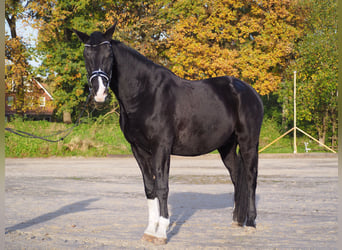 KWPN, Wallach, 13 Jahre, 173 cm, Rappe