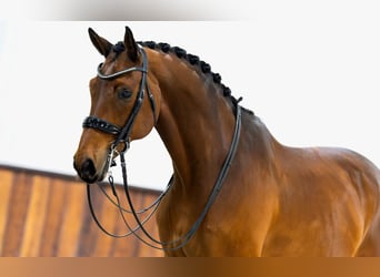 KWPN, Wallach, 13 Jahre, 174 cm, Brauner