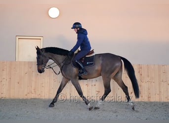 KWPN, Wallach, 13 Jahre, 175 cm, Brauner