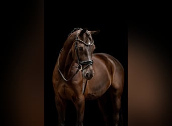 KWPN, Wallach, 13 Jahre, 175 cm, Dunkelbrauner