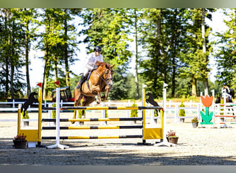 KWPN, Wallach, 13 Jahre, 175 cm, Fuchs