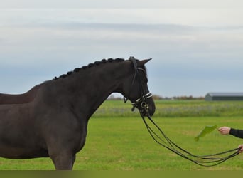 KWPN, Wallach, 13 Jahre, 175 cm, Rappe
