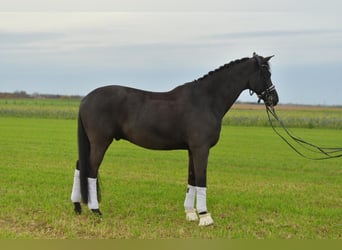 KWPN, Wallach, 13 Jahre, 175 cm, Rappe