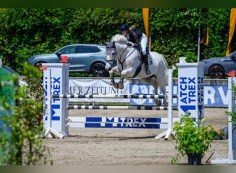 KWPN, Wallach, 13 Jahre, 175 cm, Schimmel KWPN, Wallach, 13 Jahre, 175 cm, Schimmel