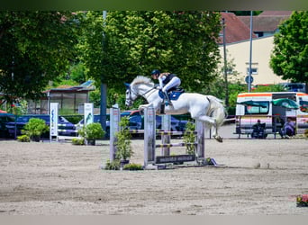KWPN, Wallach, 13 Jahre, 175 cm, Schimmel KWPN, Wallach, 13 Jahre, 175 cm, Schimmel