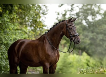 KWPN, Wallach, 13 Jahre, 175 cm, Schwarzbrauner