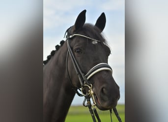 KWPN, Wallach, 13 Jahre, 175 cm, Schwarzbrauner