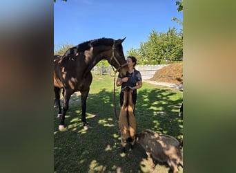 KWPN, Wallach, 13 Jahre, 176 cm, Brauner