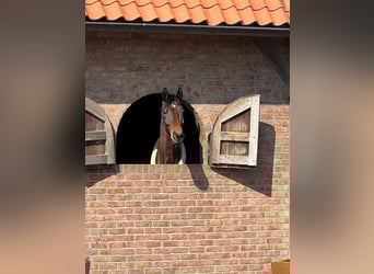 KWPN, Wallach, 13 Jahre, 176 cm, Brauner