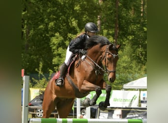 KWPN, Wallach, 13 Jahre, 176 cm, Brauner