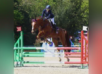 KWPN, Wallach, 13 Jahre, 185 cm, Dunkelfuchs
