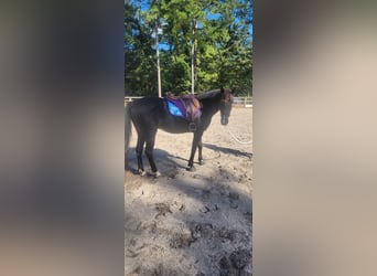 KWPN, Wallach, 14 Jahre, 152 cm, Rappe