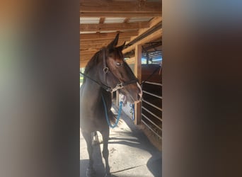 KWPN, Wallach, 14 Jahre, 152 cm, Rappe