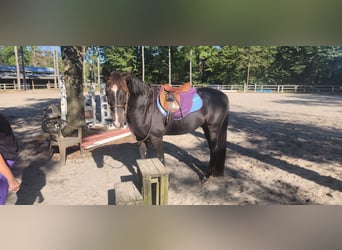 KWPN, Wallach, 14 Jahre, 152 cm, Rappe