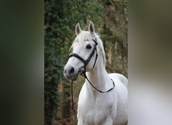 KWPN, Wallach, 14 Jahre, 156 cm, Schimmel